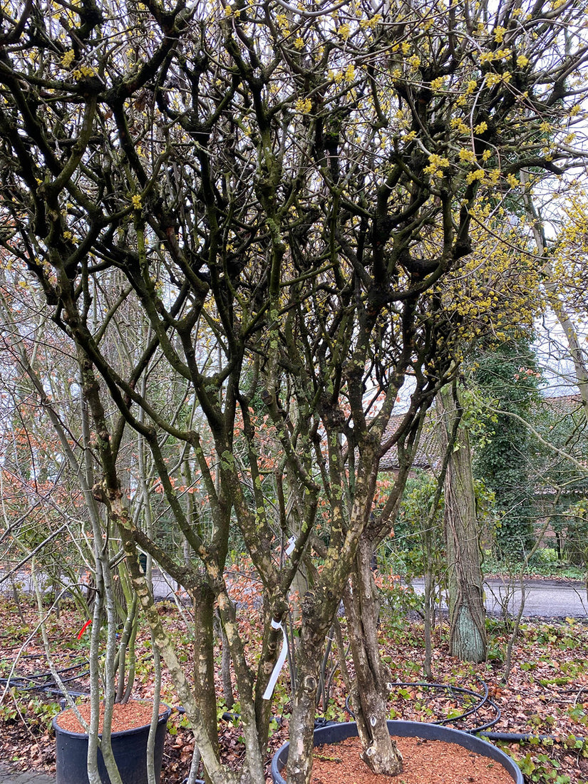 Gele Kornoelje - Cornus mas in maart