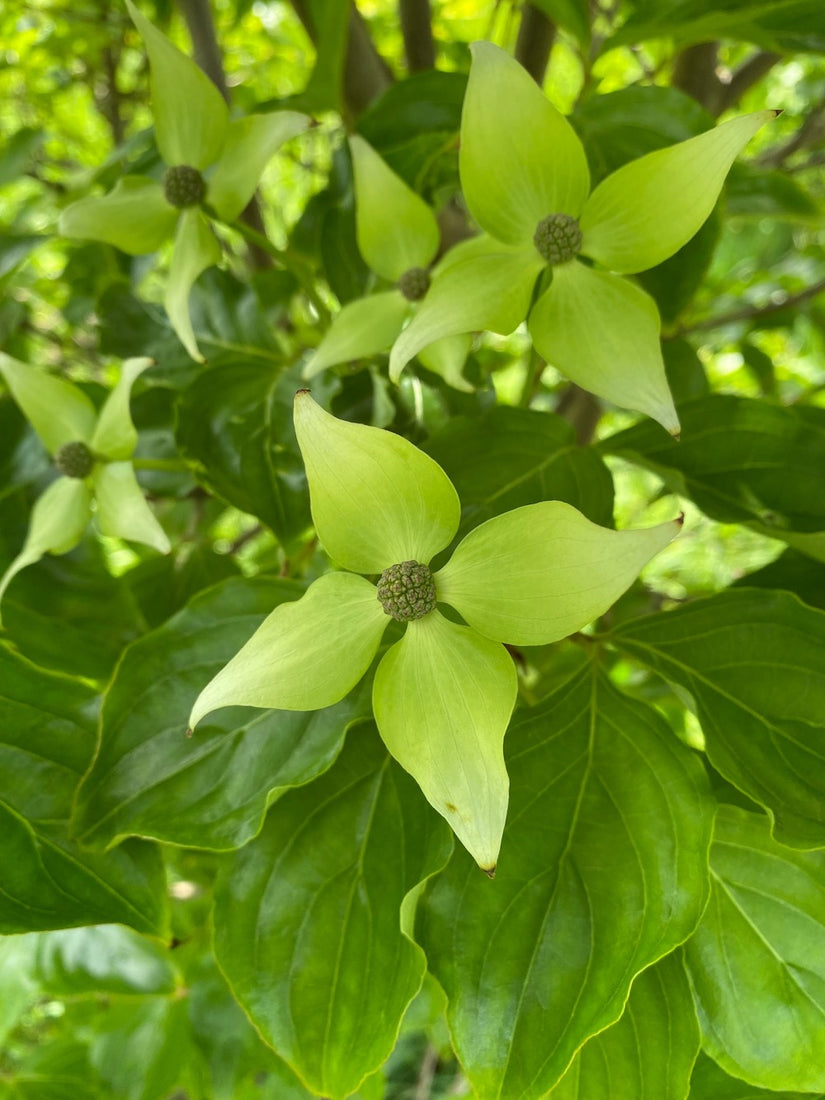 Bloemen Japanse grootbloemige kornoelje Cornus kousa 'Milky Way'