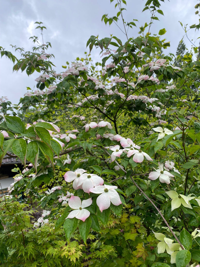 Cornus florida f. rubra