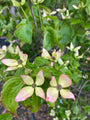 Bloemen Cornus kousa 'Satomi'