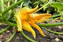 Bloem Courgette Cucurbita pepo