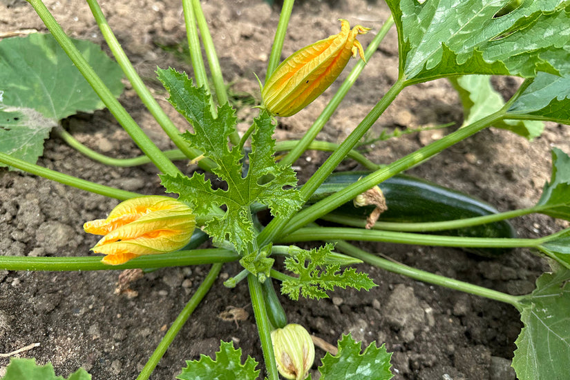  Courgette Cucurbita pepo - Groene courgette