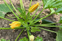  Courgette Cucurbita pepo - Groene courgette