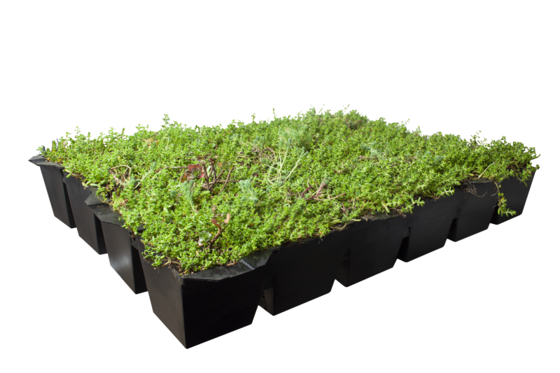 Sedum cassettes covergreen kant en klare groene daken