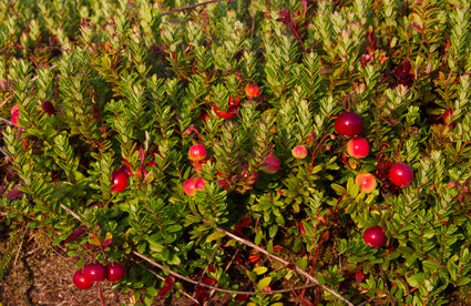 cranberrie-planten-Vaccinium-macrocarpon.jpg