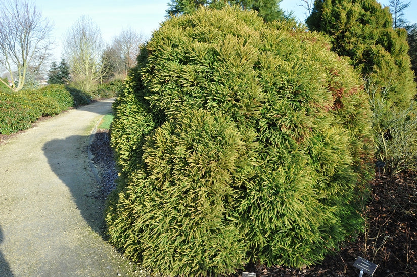 Japanse cipres - Cryptomeria japonica 'Globosa'