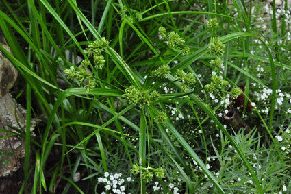 parapluplant - Cyperus Alternifolius