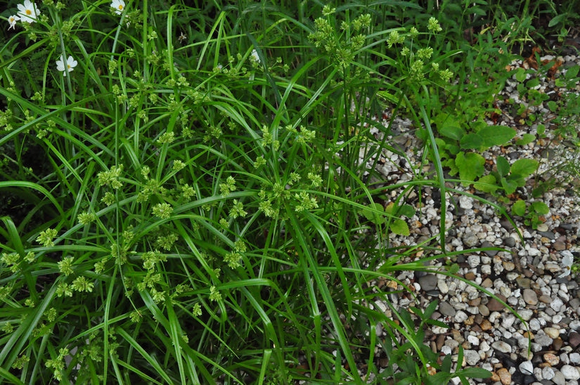 parapluplant - Cyperus Alternifolius