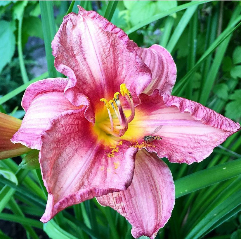 Daglelie - Hemerocallis 'Pink Damask'