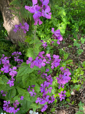 Nachtviole (lila/rosa) - Hesperis matronalis