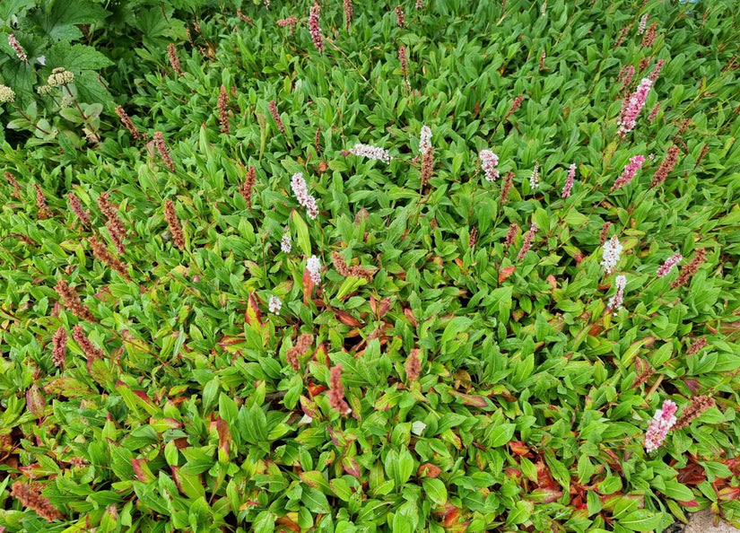 Zomerse darjeeling red.jpg