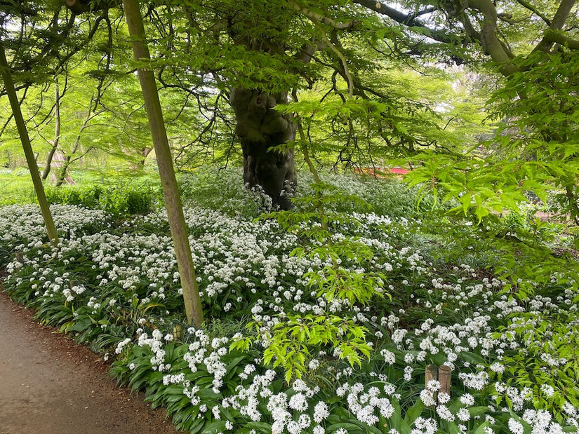 daslook-schaduwplant-onder-varenbeuk-boom.jpg