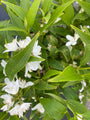 deutzia-gracilis-bijna-uitgebloeid.jpg