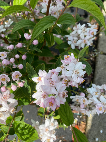 deutzia-mont-rose.jpg