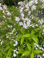 deutzia-wit.jpg