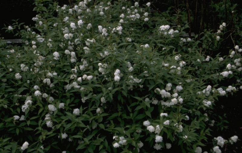 Bruidsbloem - Deutzia x Lemoinei