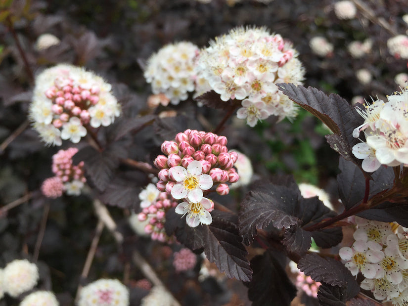 Bloei Blaasspirea Physocarpus opulifolius 'Diabolo'