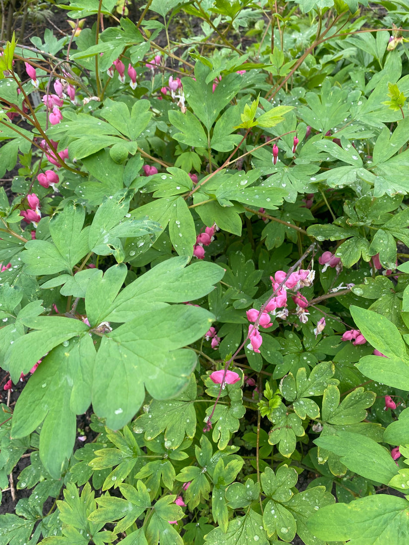 Vroegbloeiende planten verlengen de bloeiperiode in de tuin of verhoogde border