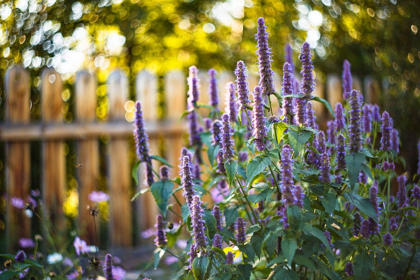 Biologisch Dropplant - Agastache 'Black Adder' 