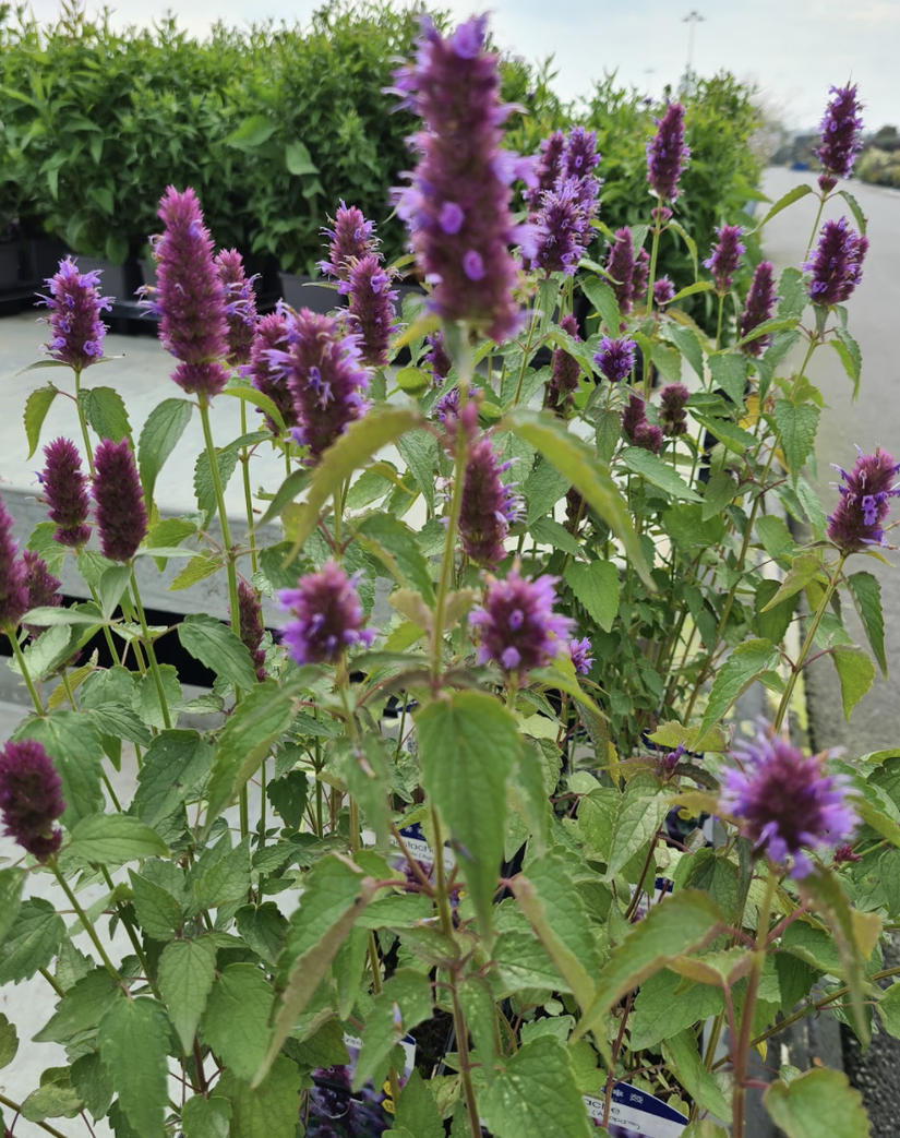 Dropplant - Agastache 'Blue Fortune'