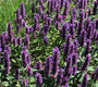 Dropplant - Agastache 'Blue Fortune'