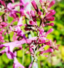 Agastache dropplant roze bloeikleur