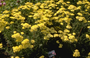 Duizendblad - Achillea 'Credo'