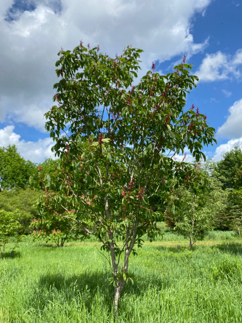 dwerg-kastanje-boom-paiva.jpg