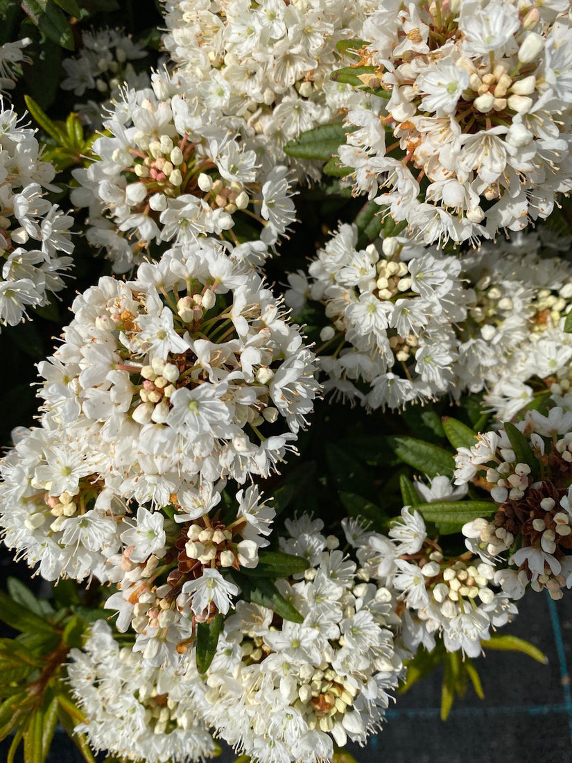 dwerg-rododendron-milky-way.jpg