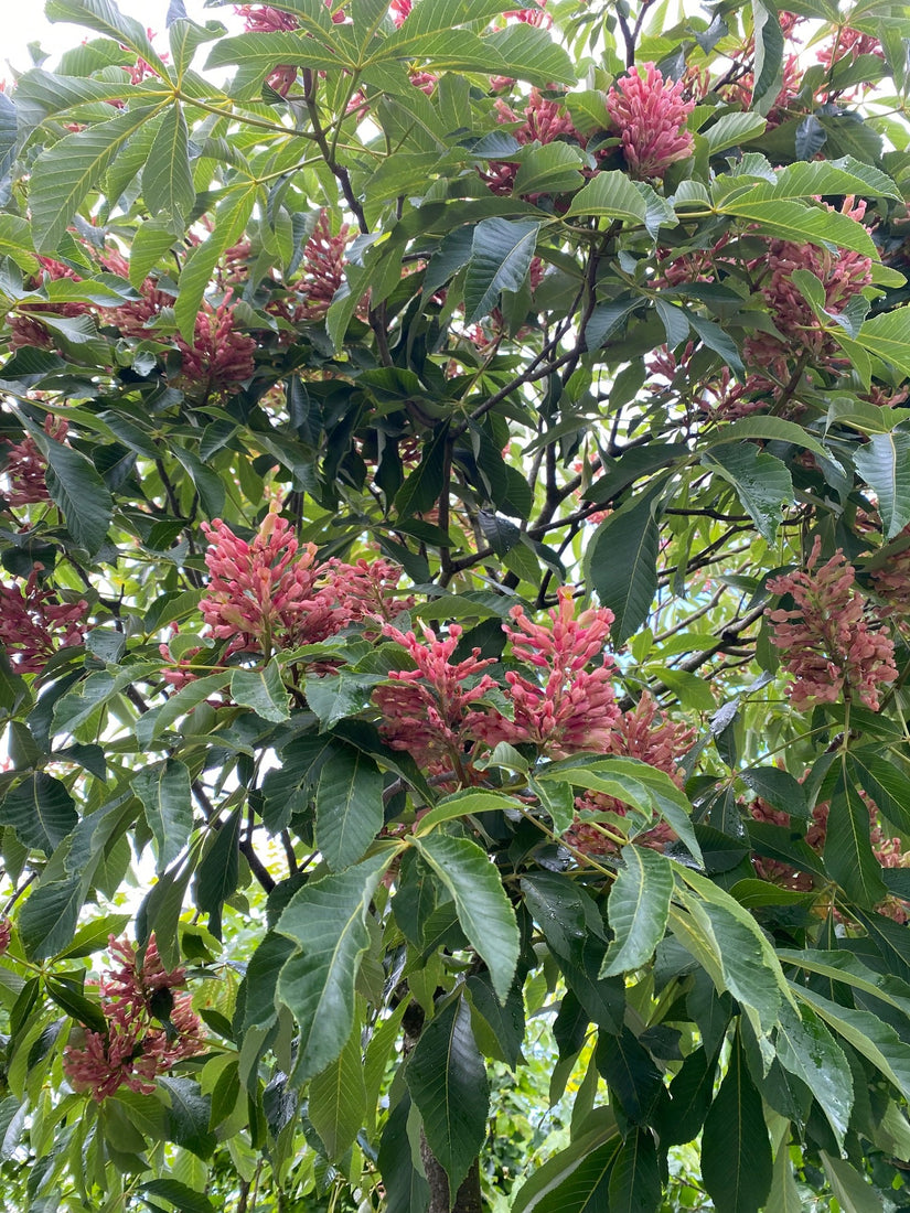 Bloei dwergkastanje - Aesculus pavia