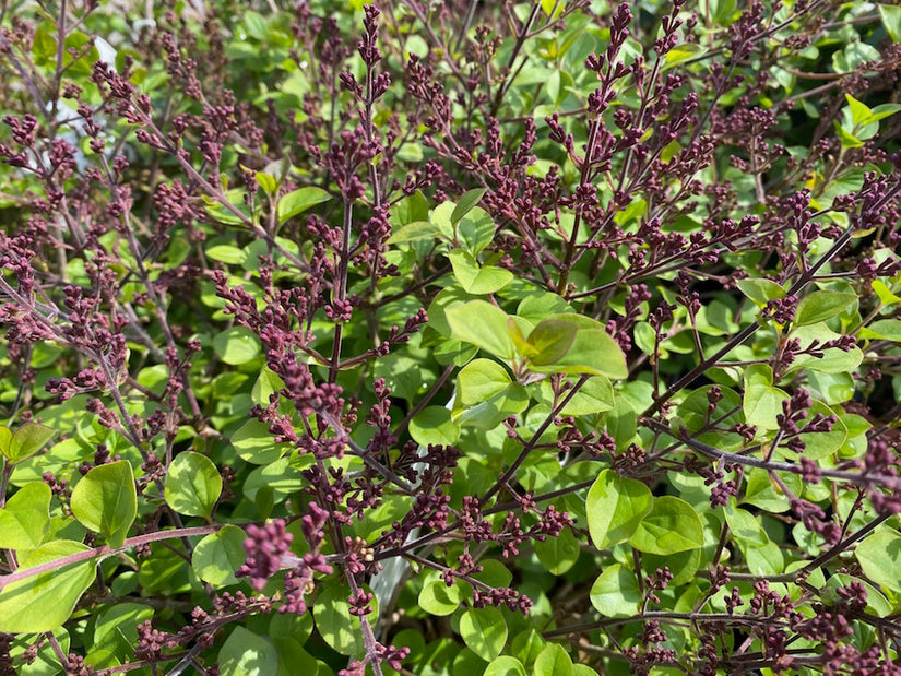 dwergsering Syringa meyeri palibin in april