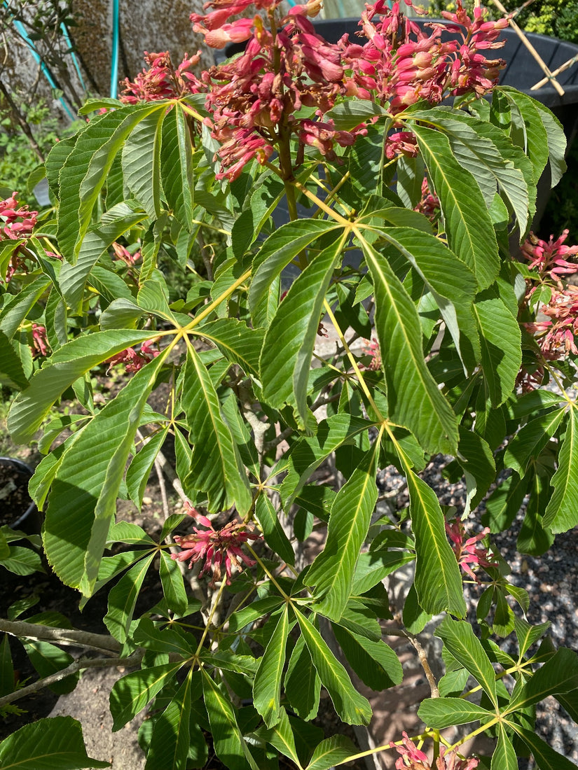 Dwergkastanje - Aesculus pavia - Opvallende bloemen