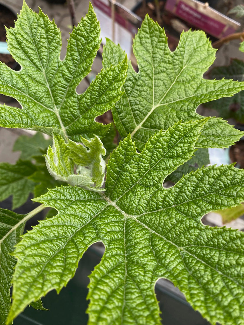 eikenbladhortensia ruby slippers 