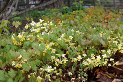 elfenbloem-Epimedium-x-versicolor-Sulphureum.jpg