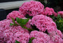 Hortensia expression