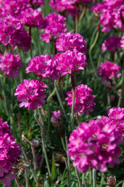 engels-gras-Armeria-maritima-Dusseldorfer-Stolz.jpg