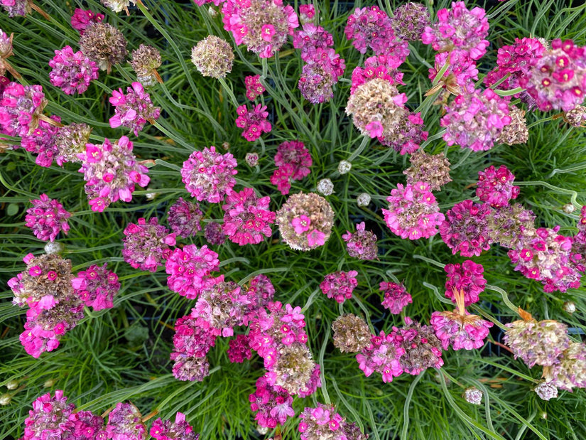 Engels Gras - Armeria maritima 'Rosea'