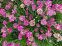 Engels Gras - Armeria maritima 'Rosea'