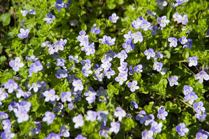 Kriechender Ehrenpreis (Wintergrün) - Veronica repens