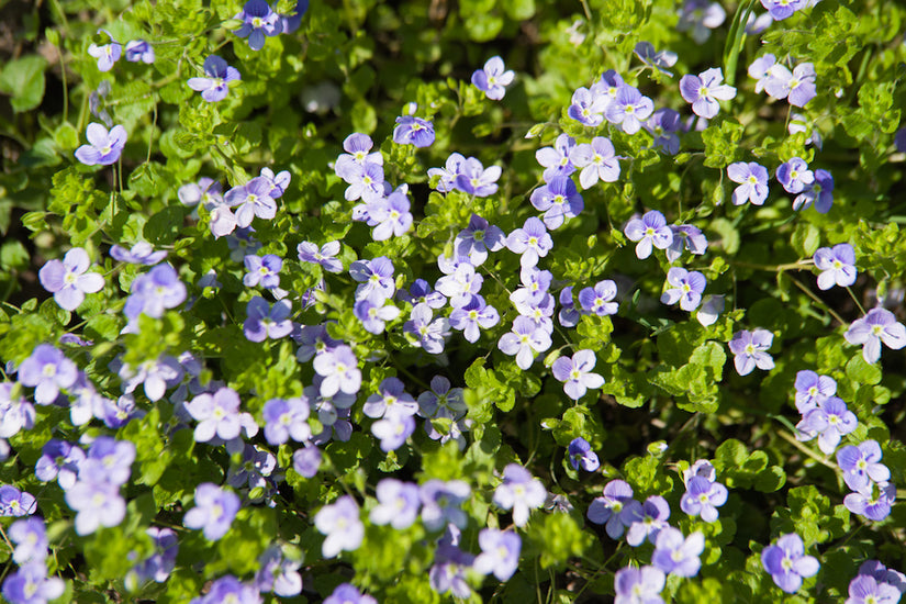 ereprijs-plant-veronica-repens.jpg