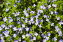 ereprijs-plant-veronica-repens.jpg