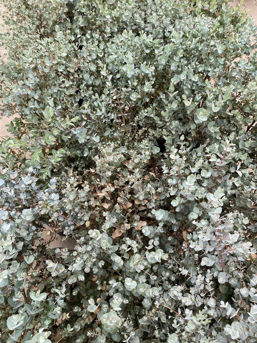 Eucalyptus gunnii