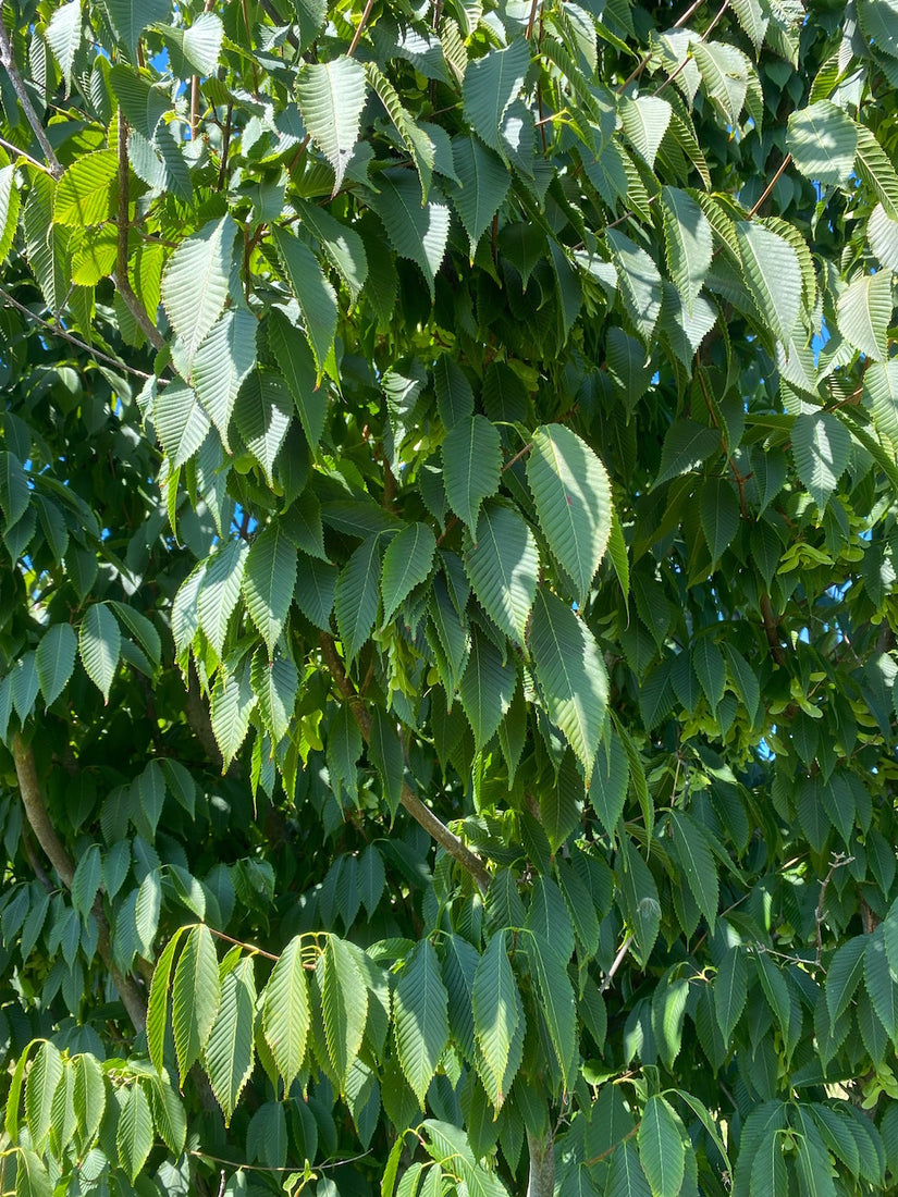 Blad Europese Hopbeuk - Ostrya carpinifolia