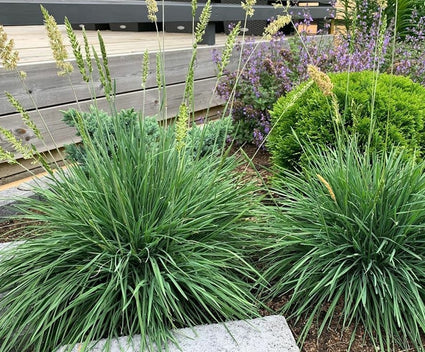 fakkelgras tuinplanten siergras border beplantings