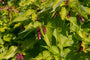 fazantenbes-Leycesteria-formosa-Golden-Lanterns.jpg