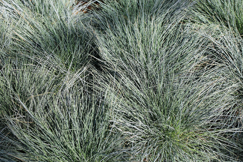 Festuca glauca 'Harz'