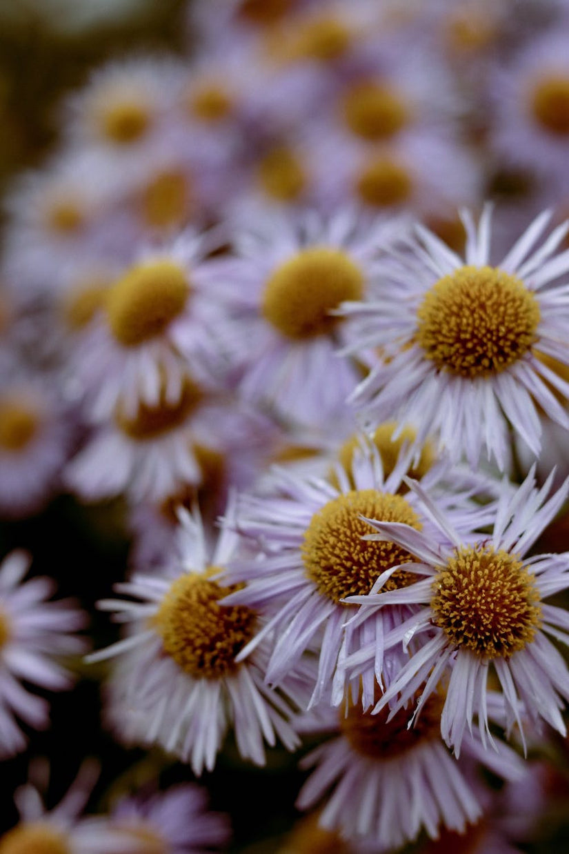 Fijnstraal - Erigeron 'Azure Beauty'