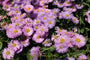 fijnstraal-roze-Erigeron-Rosa-Juwel.jpg