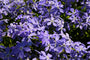 flox-bloemen-Phlox-divaricata.jpeg