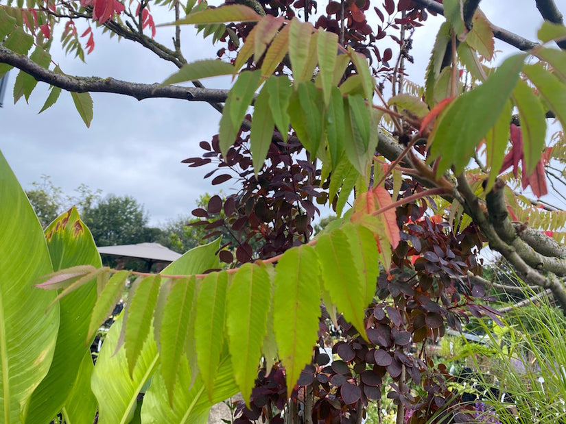 Azijnboom - Rhus typhina 'Dissecta'